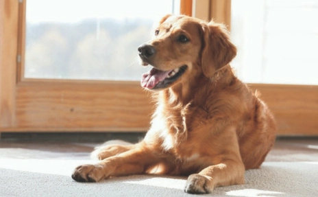 Golden Retriever laying on Carpet