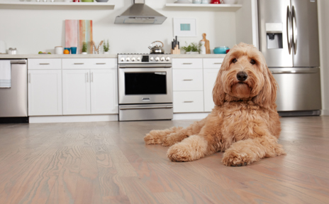 Goldendoodle on Light Luxury Vinyl Planks in Kitchen